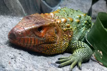 Sinh vật lạ giống hệt cá sấu, dân chơi ráo riết săn lùng