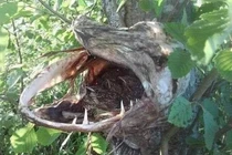 Tròn mắt kinh ngạc cảnh tượng chim làm tổ trong hộp sọ cá 