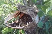 Tròn mắt kinh ngạc cảnh tượng chim làm tổ trong hộp sọ cá 