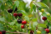 Những loại quả kỳ lạ nhất hành tinh: Có loại mọc dại đầy Việt Nam! 