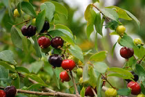 Những loại quả kỳ lạ nhất hành tinh: Có loại mọc dại đầy Việt Nam! 