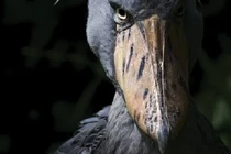 Loài chim có bộ mặt “khó ở” nhất thế giới, không ai dám lại gần