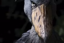 Loài chim có bộ mặt “khó ở” nhất thế giới, không ai dám lại gần