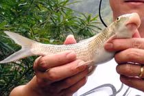 Việt Nam sở hữu loài cá chỉ 2 quốc gia có, vô cùng đắt đỏ