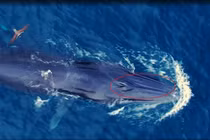 Nóng: Cá voi "gây sốt" ở biển Bình Định không phải cá voi xanh