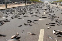 Thị trấn năm nào cũng hứng chịu mưa cá, chuyên gia cực hoang mang 