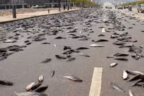 Thị trấn năm nào cũng hứng chịu mưa cá, chuyên gia cực hoang mang 