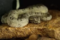 Top loài rắn cực độc, giết người trong tích tắc: Việt Nam có nhiều! 