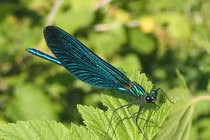 Ngả mũ loài sâu bọ nhìn đẹp mê, có năng lực "siêu phàm" 