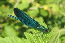 Ngả mũ loài sâu bọ nhìn đẹp mê, có năng lực "siêu phàm" 