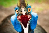 Ác điểu nguy hiểm nhất hành tinh, gây sát thương chỉ bằng 1 cú đạp 