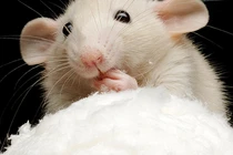 Trung Quốc tìm ra kỹ thuật “ma cà rồng” khiến sinh vật sống trẻ lại?