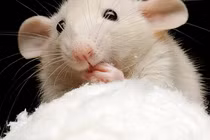 Trung Quốc tìm ra kỹ thuật “ma cà rồng” khiến sinh vật sống trẻ lại?