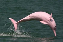 Cá heo hồng quý hiếm “tung tăng" biển Việt Nam: Điềm báo may mắn? 