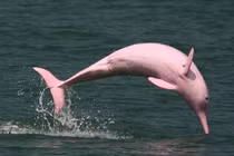 Cá heo hồng quý hiếm “tung tăng" biển Việt Nam: Điềm báo may mắn? 
