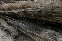 Phơi khối gỗ đen sì 9 năm, không ngờ là báu vật chục tỷ 