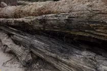 Phơi khối gỗ đen sì 9 năm, không ngờ là báu vật chục tỷ 