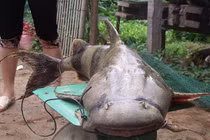 Những “thuỷ quái” sông Đà khiến dân tình phát hoảng vì quá “khủng“