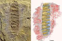 Phát hiện “quái vật chùy bọc thép” bị phong ấn nguyên vẹn trong đá