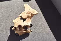 Giải bí ẩn xương mặt của loài người khác từ 1,4 triệu năm trước