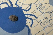 Quái đản sinh vật tuyệt thực 8 năm, đẻ con với “bạn tình” đã chết 