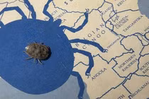 Quái đản sinh vật tuyệt thực 8 năm, đẻ con với “bạn tình” đã chết 