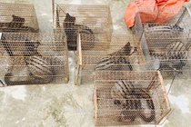 9 cá thể động vật bị nuôi nhốt ở Hà Tĩnh: Cực quý hiếm!