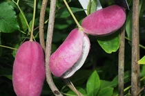 Kỳ lạ “khoai lang tím” mọc đầy cây: Là thần dược quý ông ao ước! 