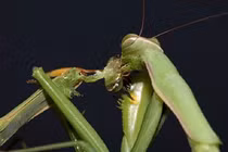 Giật mình top động vật máu lạnh, ăn thịt cả bạn tình khi "ân ái" 