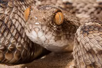 Kinh hãi “tứ đại nọc độc”, đoạt mạng người trong tích tắc