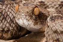 Kinh hãi “tứ đại nọc độc”, đoạt mạng người trong tích tắc