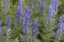 Kinh ngạc loài cây "nữ hoàng độc dược": Việt Nam cũng có! 