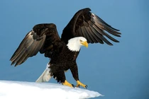 Kinh ngạc loài chim ăn thịt khổng lồ phải “lột xác” để sống dai hơn