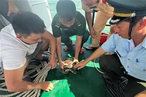 Rùa biển sa lưới ngư dân Bình Định: Loài cực kỳ nguy cấp!