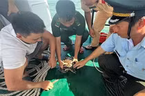 Rùa biển sa lưới ngư dân Bình Định: Loài cực kỳ nguy cấp!