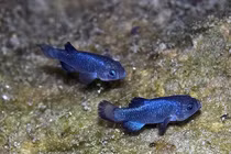 Vẻ huyền bí của loài hiếm nhất trong số các loại cá, chỉ còn 37 con