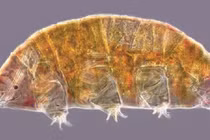 Phát hiện sinh vật bất tử “xâm chiếm” Mặt Trăng: Mặt như cá trê! 