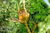 Phát hiện 2 loài Cu li tại Khu bảo tồn Xuân Liên: Cực quý hiếm! 