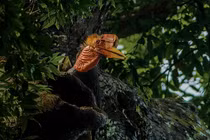 Những “quái chim” có vẻ ngoài kỳ lạ bậc nhất thế giới động vật