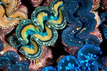 “Quái sò” siêu hiếm ở biển Việt Nam, lấy vỏ bán kiếm bộn tiền 