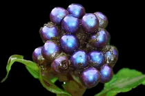 Độc đáo loại quả lấp lánh như đá quý, nhìn là mê 