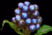 Độc đáo loại quả lấp lánh như đá quý, nhìn là mê 