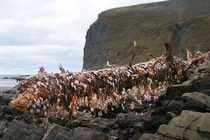 Phát hiện “quái vật” lạ lùng, người đàn ông bất ngờ thu lợi khủng 