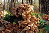 Chuyện thật như đùa: Sinh vật lớn nhất hành tinh là một.. cây nấm! 