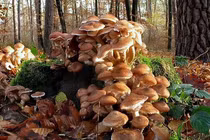 Chuyện thật như đùa: Sinh vật lớn nhất hành tinh là một.. cây nấm! 