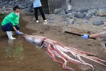 Mực khổng lồ bất ngờ dạt vào bờ biển, chuyên gia lo thảm họa