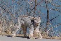 Đang đi dạo đụng trúng chó lạ, ai ngờ là "đại thần thú" linh thiêng 