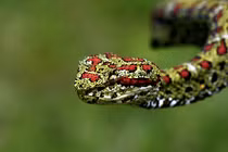 Tận mục loài rắn lục "sát thủ bóng đêm”, sở hữu nọc độc ghê gớm 