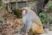 “Hầu vương” tràn xuống nhà dân kiếm ăn ở Hoà Bình: Quý hiếm sao?