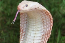 Tận mục rắn hổ mang trắng muốt, đại gia ráo riết săn lùng 